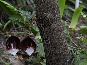 Aristolochia arborea Lindl.  木本马兜铃_ZLX2672_334.jpg