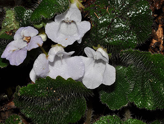 Beccarinda tonkinensis 横蒴苣苔334.jpg