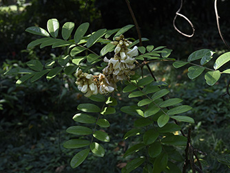 Callerya speciosa (Champ. ex Benth.) Schot  美丽鸡血藤_ZLX2709_334.jpg